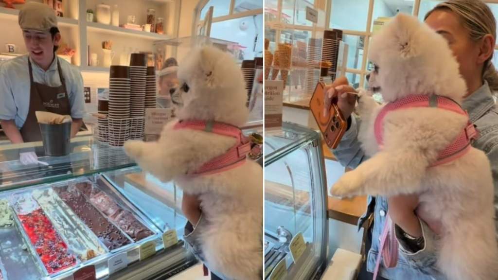 Dog Asking for Ice Cream With Cute Paw Gesture Steals Hearts
