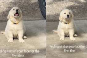 Puppy Feels Wind on Face for First Time & Absolutely Loves It