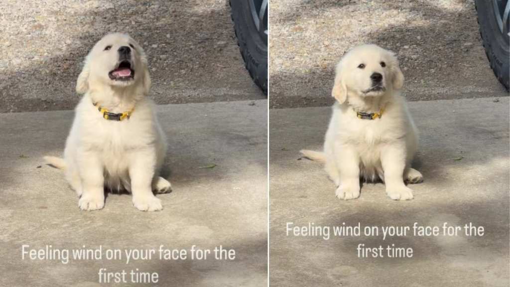 Puppy Feels Wind on Face for First Time & Absolutely Loves It