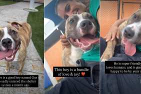 Shelter Dog Waiting for Adoption Never Stopped Loving & Trusting Humans