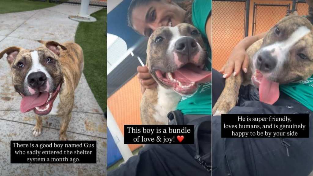Shelter Dog Waiting for Adoption Never Stopped Loving & Trusting Humans