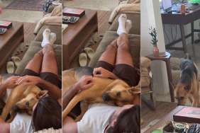 Rescue Dog Doesn’t Hesitate To Curl up on the Couch With Dad for Cuddles