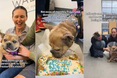 Rescue Dog Doesn’t Get His Vision Back but Finds Home Where He’s Loved as He Is
