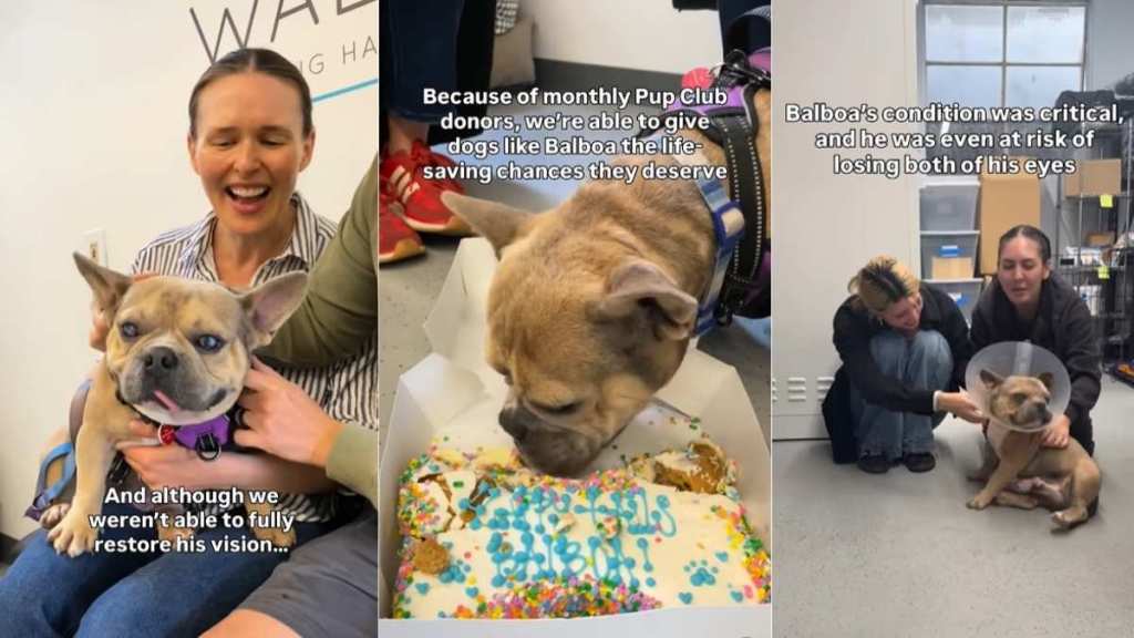 Rescue Dog Doesn’t Get His Vision Back but Finds Home Where He’s Loved as He Is