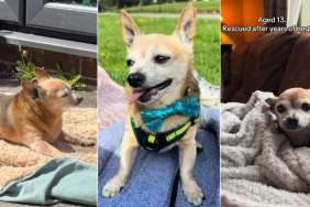 Senior Rescue Dog Neglected for Years Shows What a Little of Love Can Do