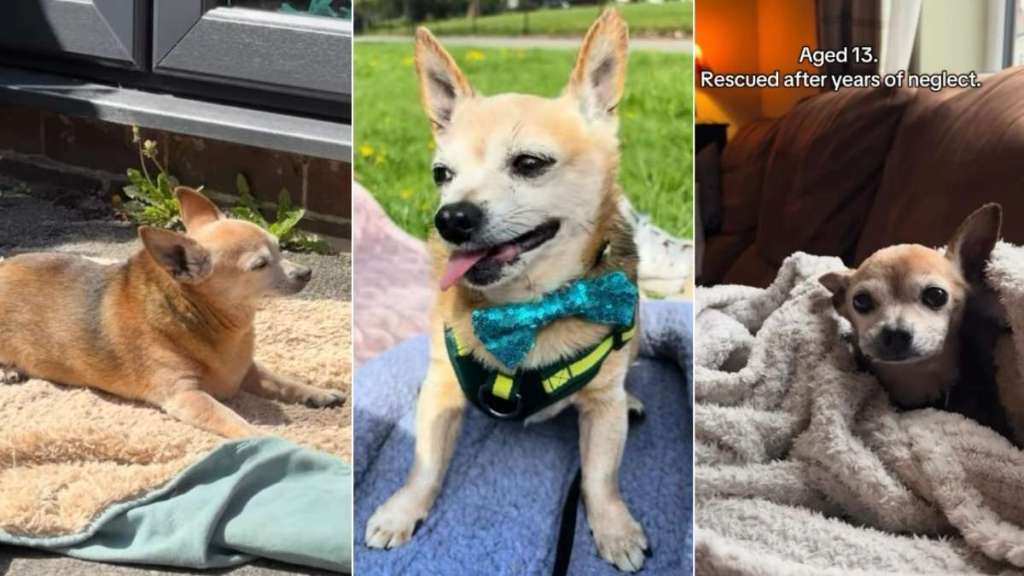 Senior Rescue Dog Neglected for Years Shows What a Little of Love Can Do