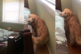 Senior Golden Retriever Will Never Stop Needing Mom’s Comfort When Life Gets Scary
