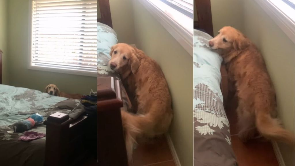 Senior Golden Retriever Will Never Stop Needing Mom’s Comfort When Life Gets Scary