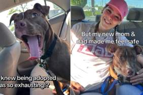 ‘Nervous’ Rescue Dog Isn’t Scared to Be Out in the World After Adoption