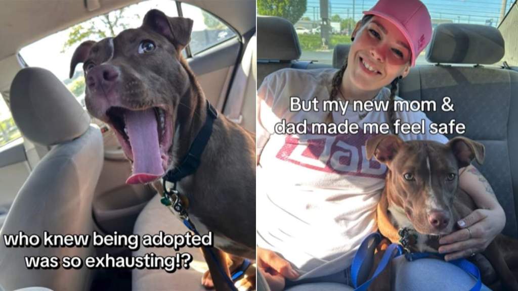 ‘Nervous’ Rescue Dog Isn’t Scared to Be Out in the World After Adoption