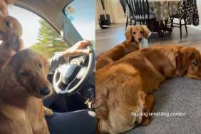 Golden Retriever & Dachshund Nail 'Big Dog Small Dog Combo’