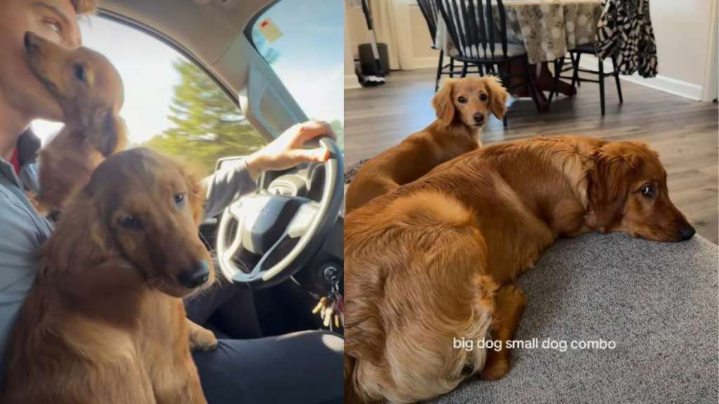 Golden Retriever & Dachshund Nail 'Big Dog Small Dog Combo’