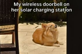 Dog Enjoying ‘Solar Charging’ Is Cutest Thing on Internet