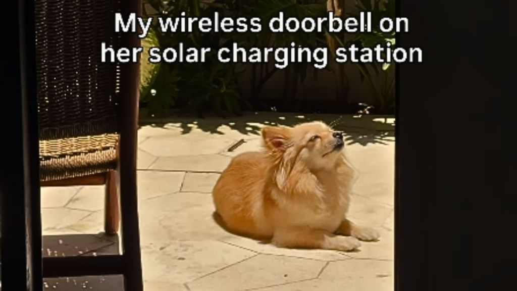 Dog Enjoying ‘Solar Charging’ Is Cutest Thing on Internet