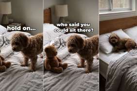 Dog Reclaims His Spot on Bed by Getting Rid of Toy Teddy