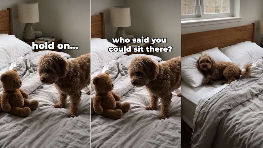 Dog Reclaims His Spot on Bed by Getting Rid of Toy Teddy