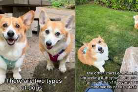 Owner Explains Striking Difference Between Two Corgi Siblings