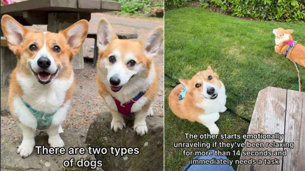 Owner Explains Striking Difference Between Two Corgi Siblings