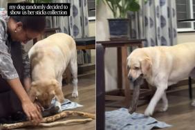 Dog Decides To Show off Her Amazing Stick Collection