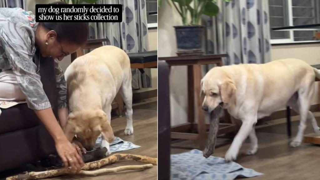 Dog Decides To Show off Her Amazing Stick Collection