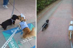 Dog Has Sweetest Reaction Reuniting With Furry Best Friend
