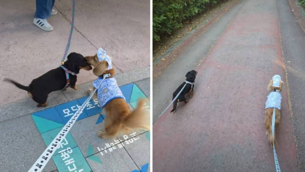 Dog Has Sweetest Reaction Reuniting With Furry Best Friend