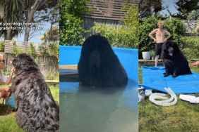 Dogs Get Ultimate Pool Upgrade Just in Time for Summer