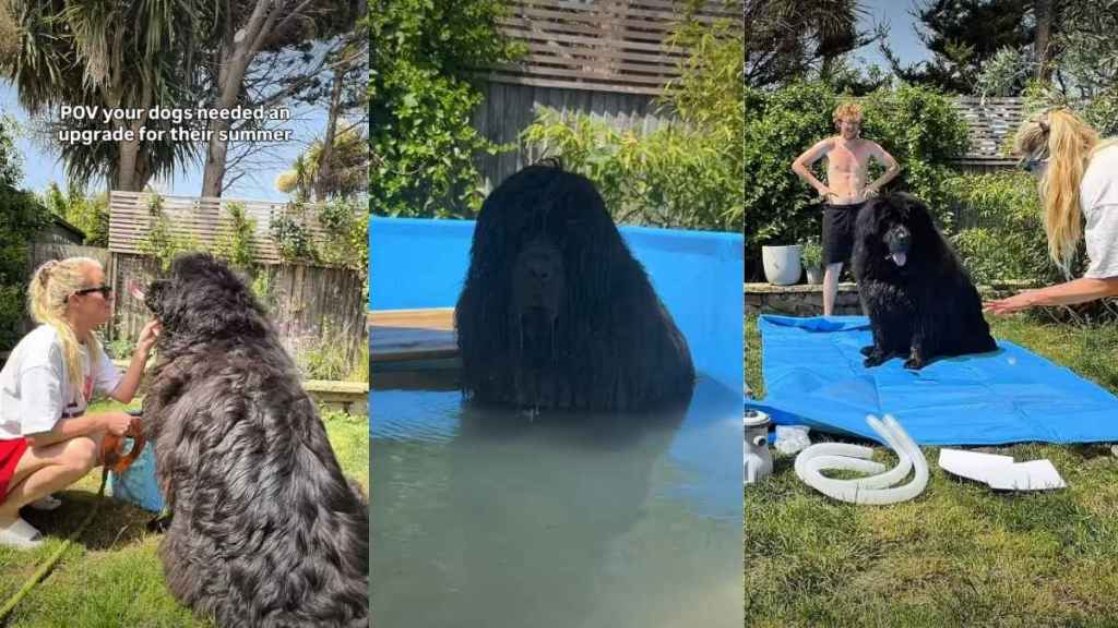 Dogs Get Ultimate Pool Upgrade Just in Time for Summer