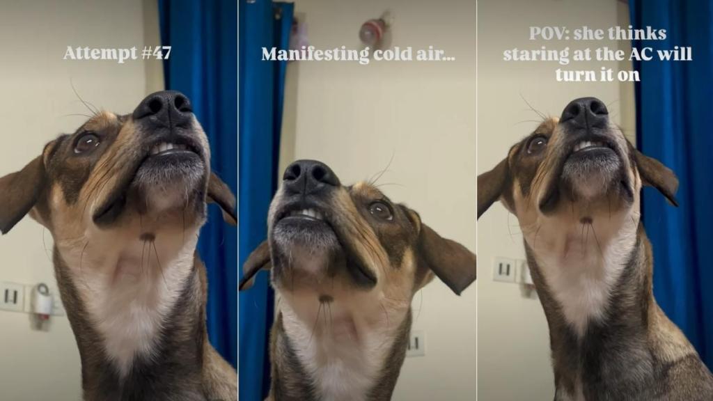 Dog Tries To Turn on AC Using Nothing but Eye Contact