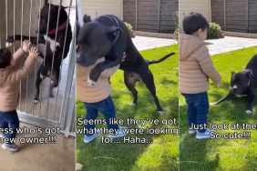 Rescue Dog’s Instant Bond With Little Boy Becomes the Reason She Finds a Home