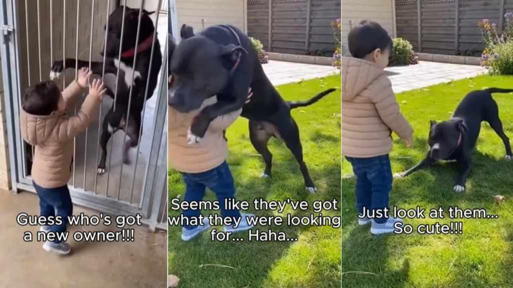 Rescue Dog’s Instant Bond With Little Boy Becomes the Reason She Finds a Home