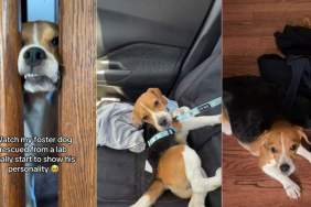 Rescue Dog Saved From Lab Finally Starts Being Himself With Foster Mom