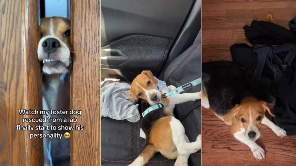 Rescue Dog Saved From Lab Finally Starts Being Himself With Foster Mom