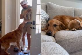 Golden Retriever Meets Little Puppy & Their Worlds Finally Become One