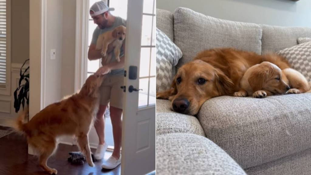 Golden Retriever Meets Little Puppy & Their Worlds Finally Become One