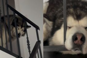 Dog Is Too Sleepy To Come Down Stairs To Go for Walk