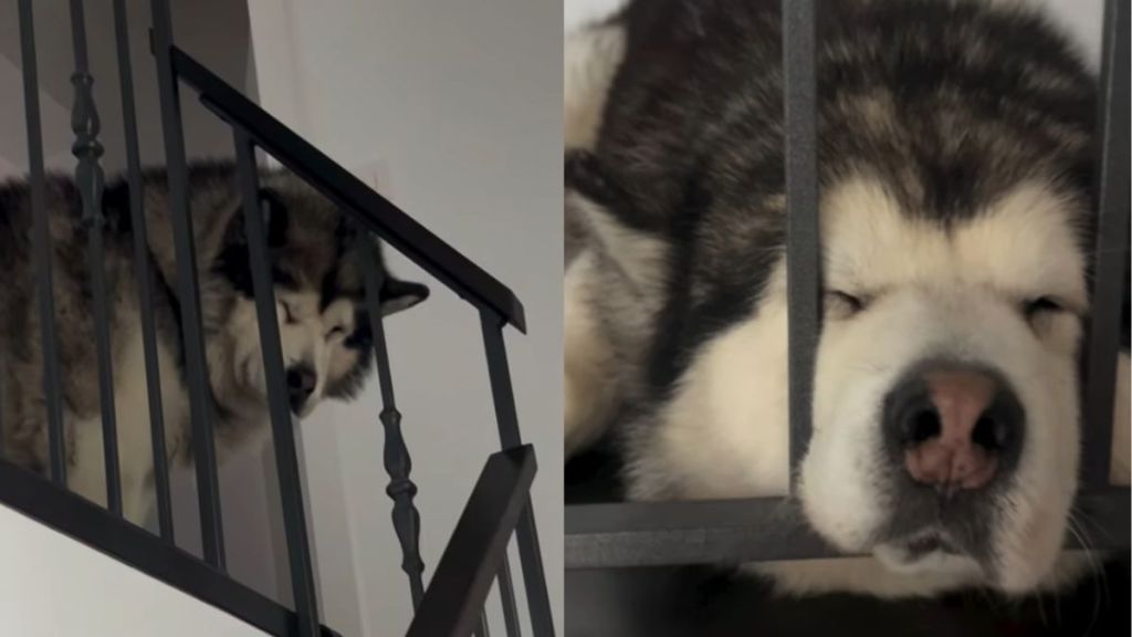 Dog Is Too Sleepy To Come Down Stairs To Go for Walk