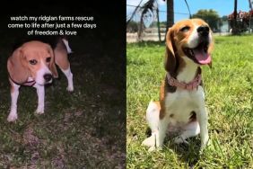 Rescue Dog Once Caged Clings to Mom During Cuddles, Scared It’ll All Go Away