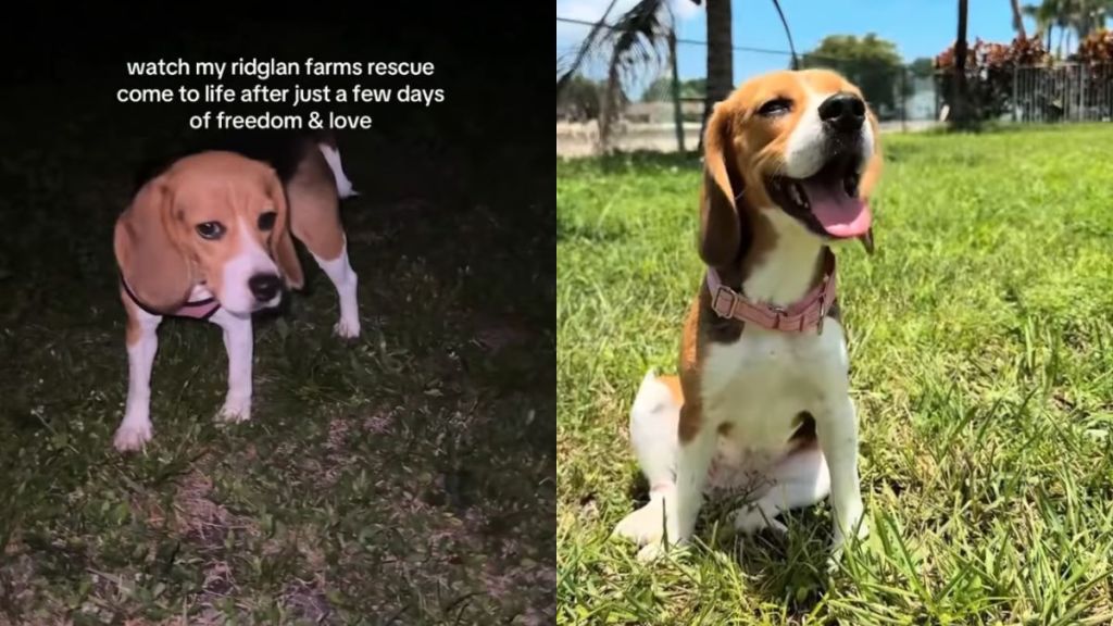 Rescue Dog Once Caged Clings to Mom During Cuddles, Scared It’ll All Go Away