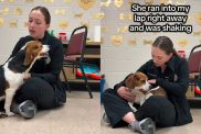 Rescue Dog Wouldn’t Stop Crying Because She Needed To Know She Wasn’t Alone
