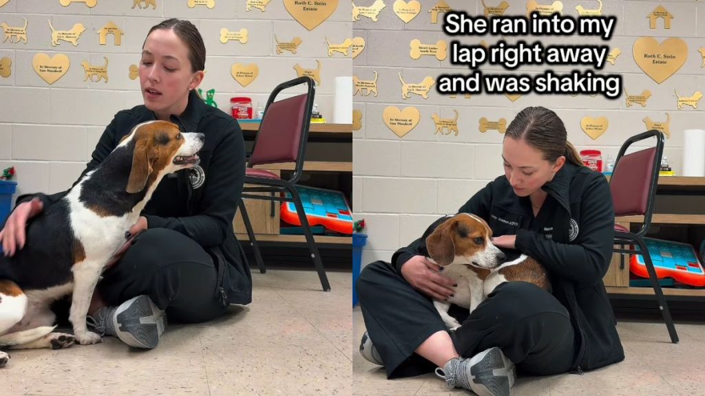 Rescue Dog Wouldn’t Stop Crying Because She Needed To Know She Wasn’t Alone