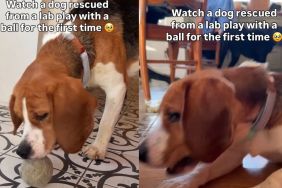 Rescue Dog Freed From Cage Learns Joy of Playing With a Ball for First Time