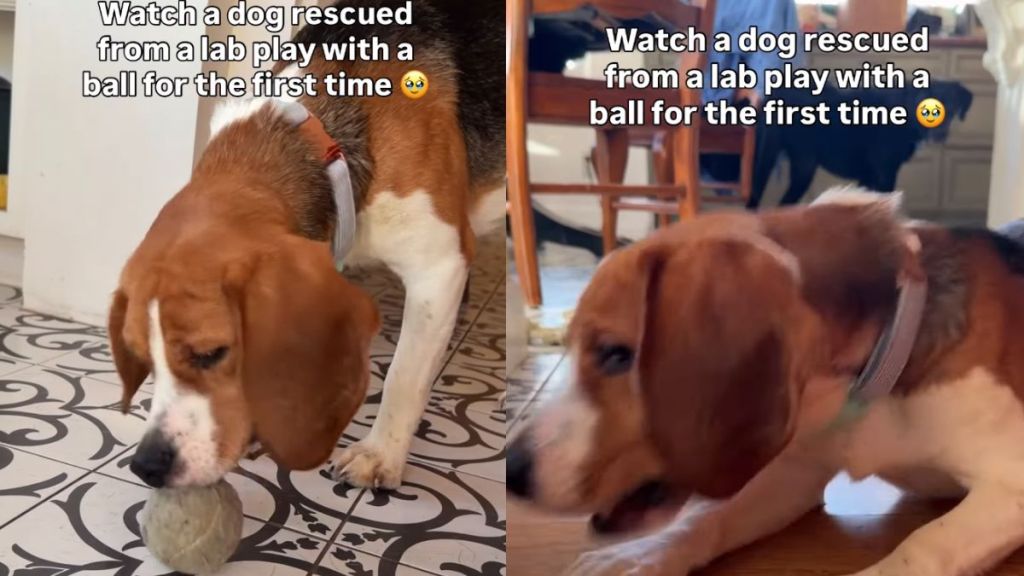 Rescue Dog Freed From Cage Learns Joy of Playing With a Ball for First Time