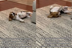 Dog Isn’t Ready To Leave Thunderstorm & Lets Everyone Know