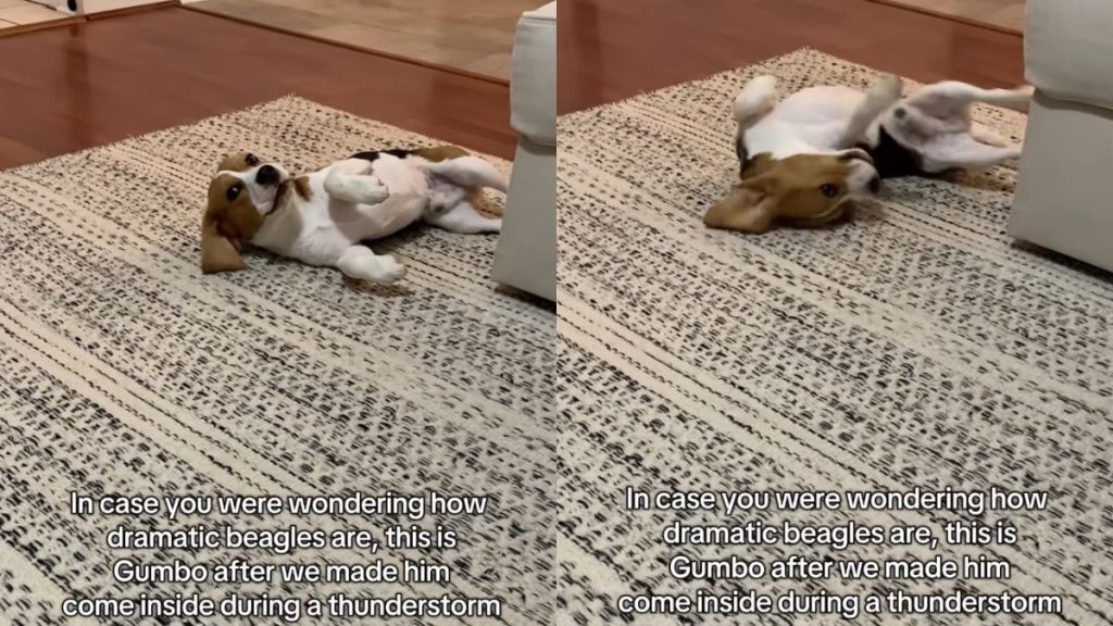 Dog Isn’t Ready To Leave Thunderstorm & Lets Everyone Know