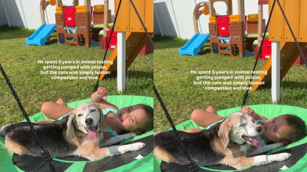 Rescue Dog Spent Years Without Comfort Learns What Love Feels Like With Little Girl