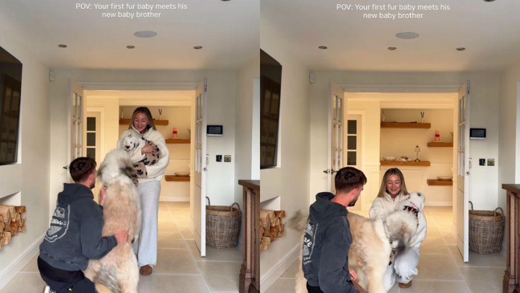 Dog Has Sweetest Reaction To Meeting His New Furry Brother