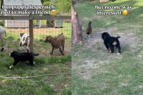 Puppy Searching for a Friend Finally Finds a Sheep Bestie