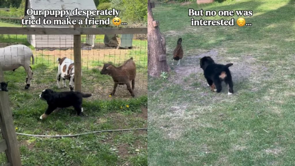 Puppy Searching for a Friend Finally Finds a Sheep Bestie