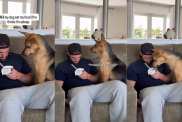 Rescue Dog Contemplates for a Long Time Before Eating Dad's Food While Dad's Asleep